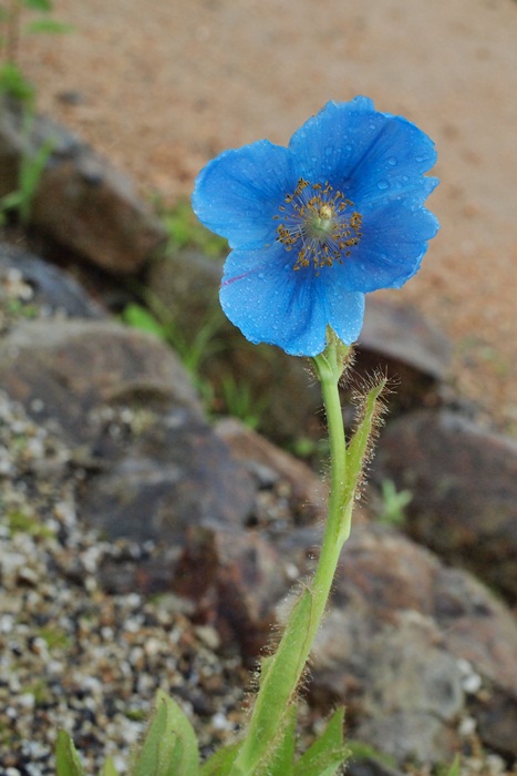 b0136812_14242088.jpg