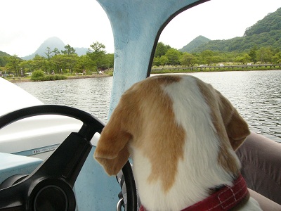 犬とペダル付ボート講座_a0128217_1856682.jpg