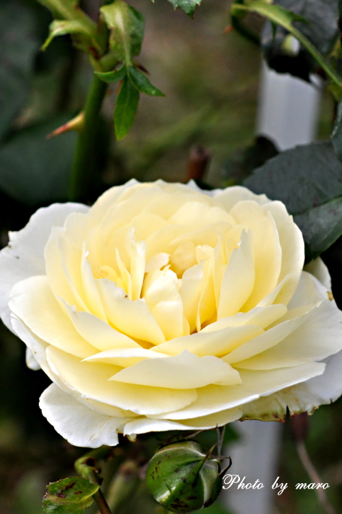 登場回数が少ないお庭の薔薇とお花たち♪♪_e0160417_12934.jpg