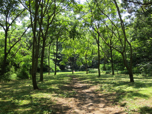 谷戸風景ゆたかな舞岡公園　（３）_b0221219_17301714.jpg