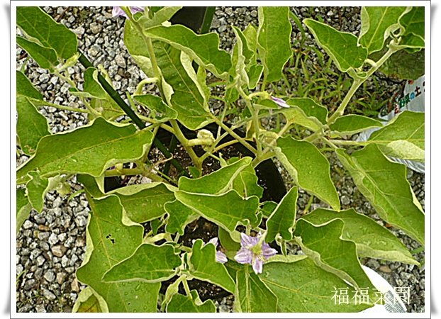 白ナスが半身萎凋病に 涙 福福菜園 白ナスが半身萎凋病に 涙 福福菜園