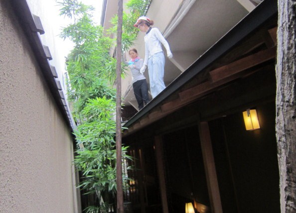 京都要庵歳時記 夏への準備 毛虫退治 1 京都要庵歳時記 京都要庵歳時記 夏への準備 毛虫退治 1 京都要庵歳時記