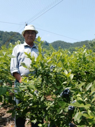 ブルーベリー収穫間近、ご注文承ります。_b0206037_9154641.jpg