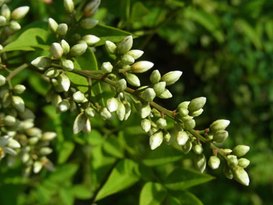 f0206939_839670.jpg