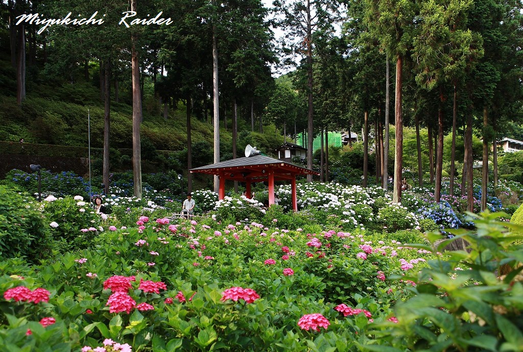 紫陽花（あじさい）　2012　三室戸寺_a0154546_21195546.jpg