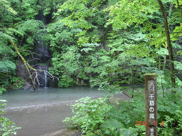 奥入瀬渓流　昨夜の大雨で下流は濁っています_a0188775_8343878.jpg