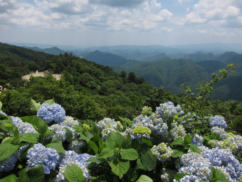 ヒルクライムのご褒美、絶景を堪能。恒例の撮影で大はしゃぎ！-激闘！感動！大野山アジサイサイクリング②_e0138081_516145.jpg