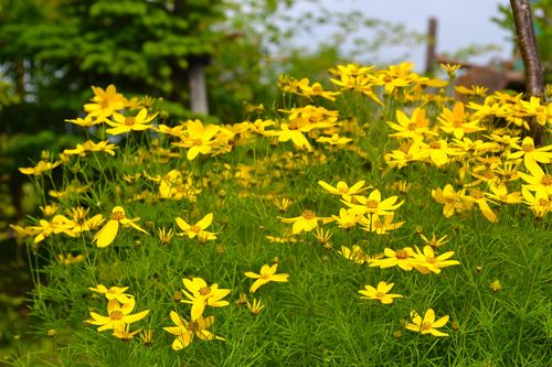 お庭の花々_a0280185_20383194.jpg