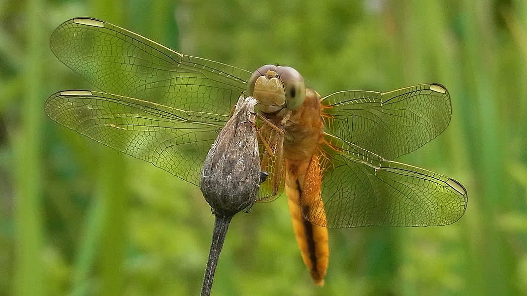 a0152692_17565869.jpg