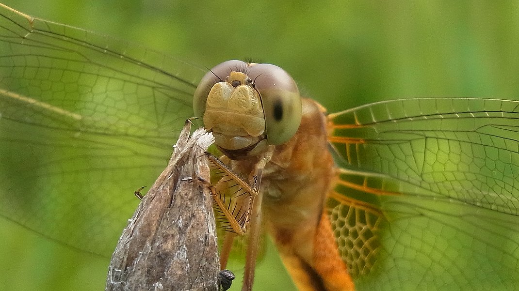 a0152692_17572948.jpg