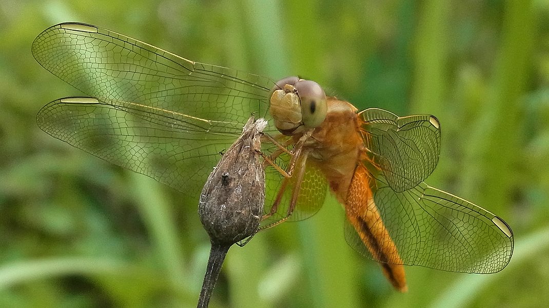 a0152692_17581135.jpg