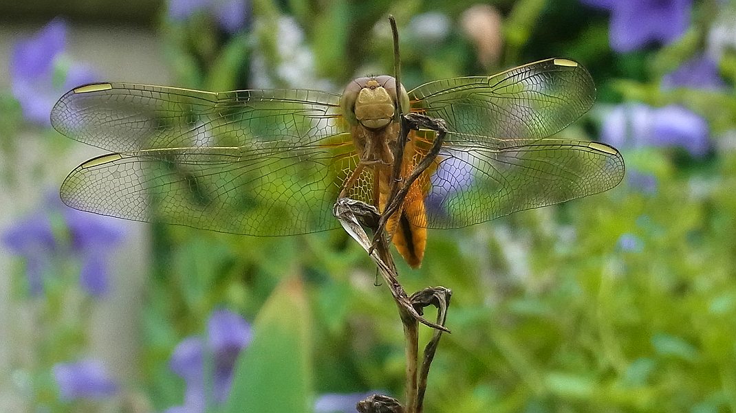 a0152692_17584655.jpg