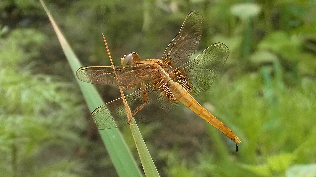 a0152692_1758717.jpg