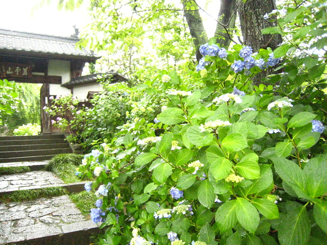 雨の資福寺_a0197605_14344288.jpg