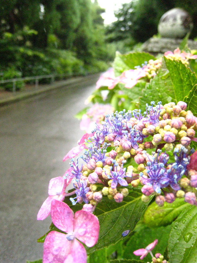 雨の資福寺_a0197605_14361015.jpg