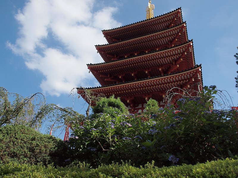 高幡不動　紫陽花のある風景_b0231705_17111918.jpg