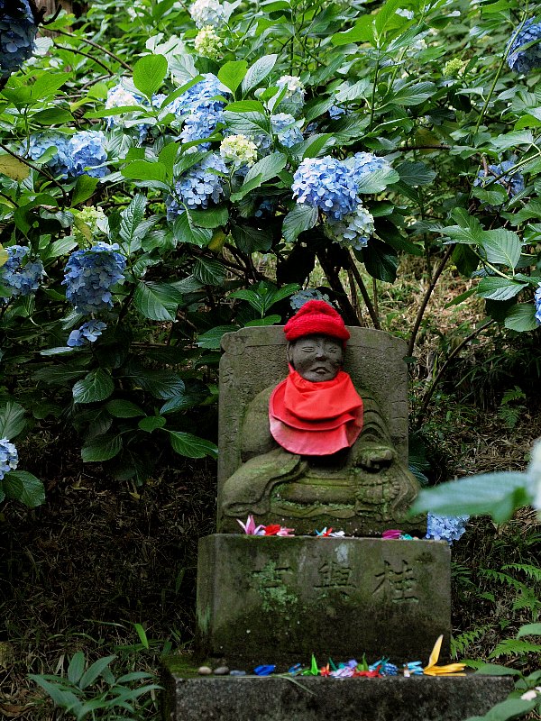 高幡不動　紫陽花のある風景_b0231705_17175271.jpg