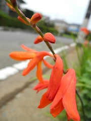 c0248013_17262483.jpg