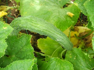 c0248013_18613.jpg