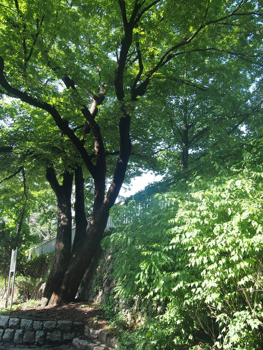 2012 7月　ソウル 5　4日目日記 (前半）　君は何犬？　@126マンション　/　インド食材調達@梨秦院_f0062122_17394330.jpg