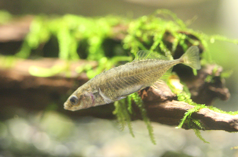 ムサシトミヨ Pungitius sp._f0161823_21401550.jpg