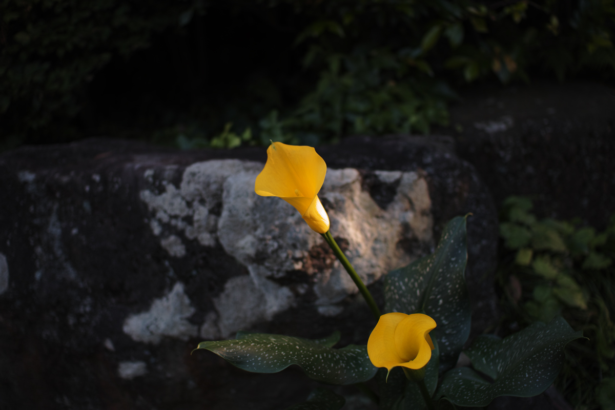 坂川沿いの散歩道を標準視界で～30mmF1.4特集～_c0223825_14563730.jpg