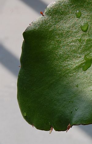 e0108126_8293970.jpg