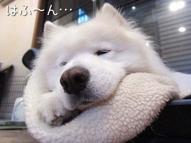 タメしたりいぢけたり_c0062832_637333.jpg