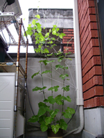 f0108133_6211732.jpg