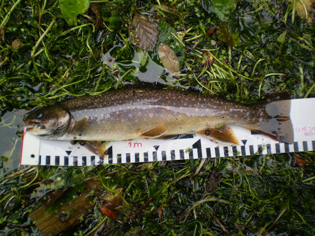 e0262235_20535392.jpg