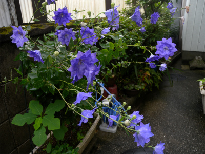 雨の中に咲く花_e0272335_9185244.jpg