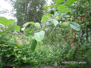 f0045736_6571313.jpg