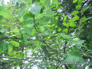 f0045736_6572335.jpg