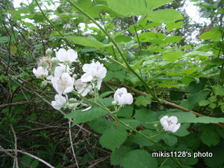 f0045736_7104366.jpg
