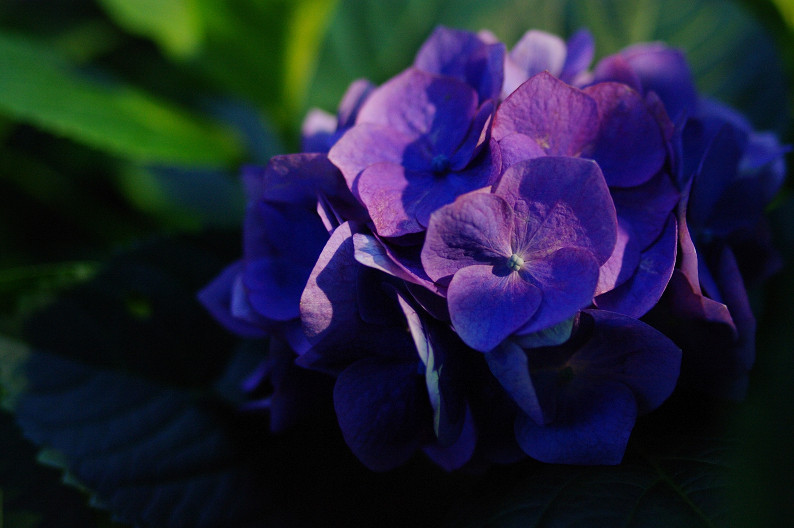 三室戸寺　紫陽花ライトアップ．．．_f0152550_19102180.jpg