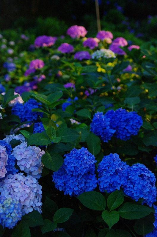 三室戸寺　紫陽花ライトアップ．．．_f0152550_1911010.jpg