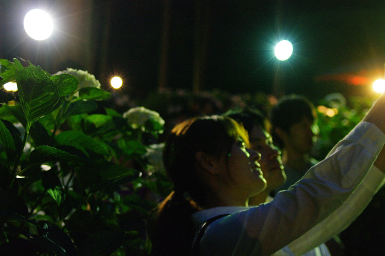 三室戸寺　紫陽花ライトアップ．．．_f0152550_191244.jpg