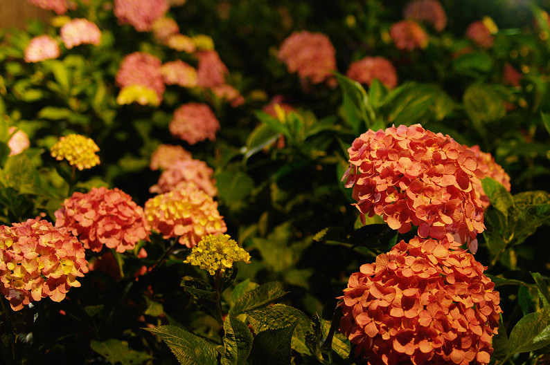 三室戸寺　紫陽花ライトアップ．．．_f0152550_1914615.jpg