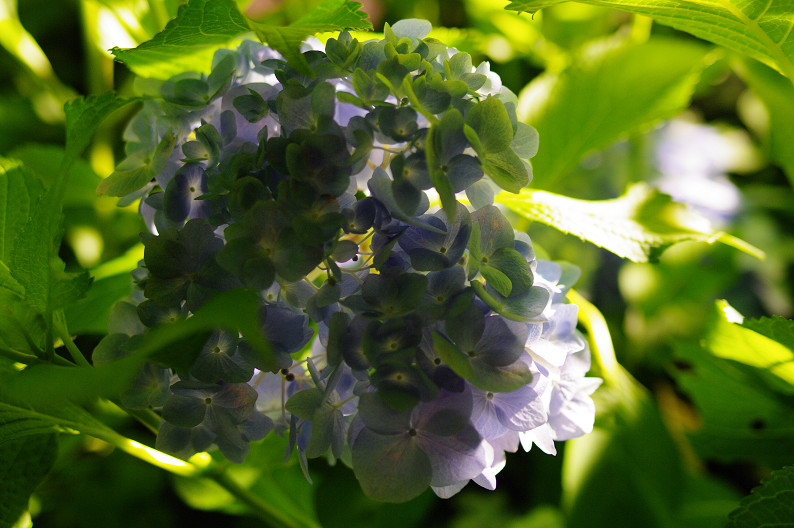 三室戸寺　紫陽花ライトアップ．．．_f0152550_1915239.jpg