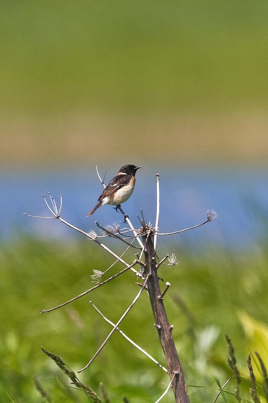 ベニヤ原生花園の野鳥 あだっちゃんの花鳥風月