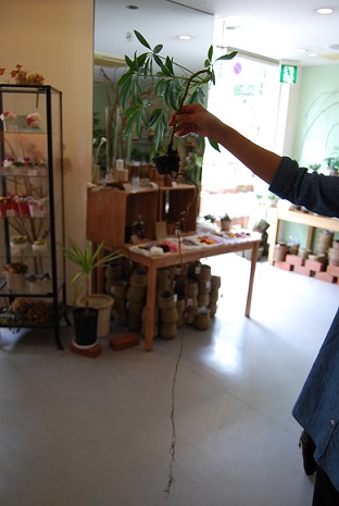 観葉植物植え替え中！！_a0201358_17383254.jpg