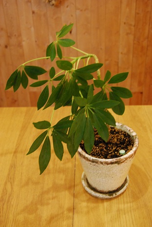 観葉植物植え替え中！！_a0201358_17392423.jpg