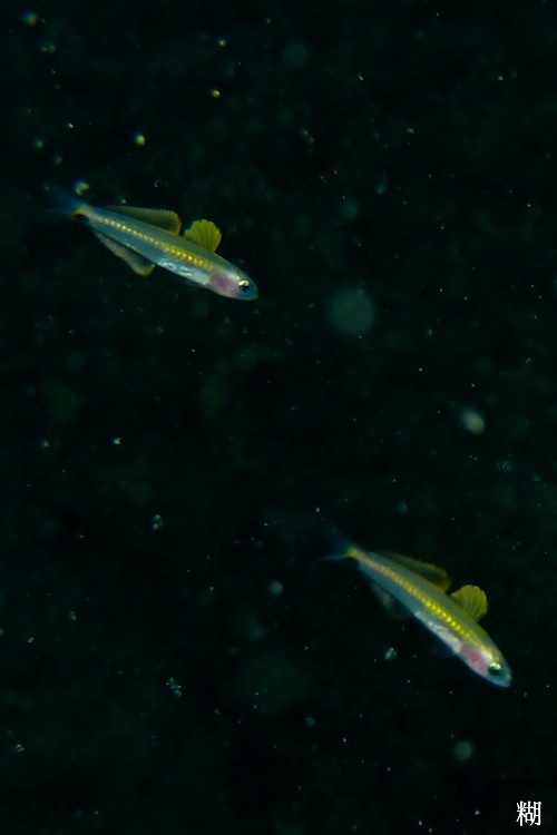 e0158261_9205612.jpg