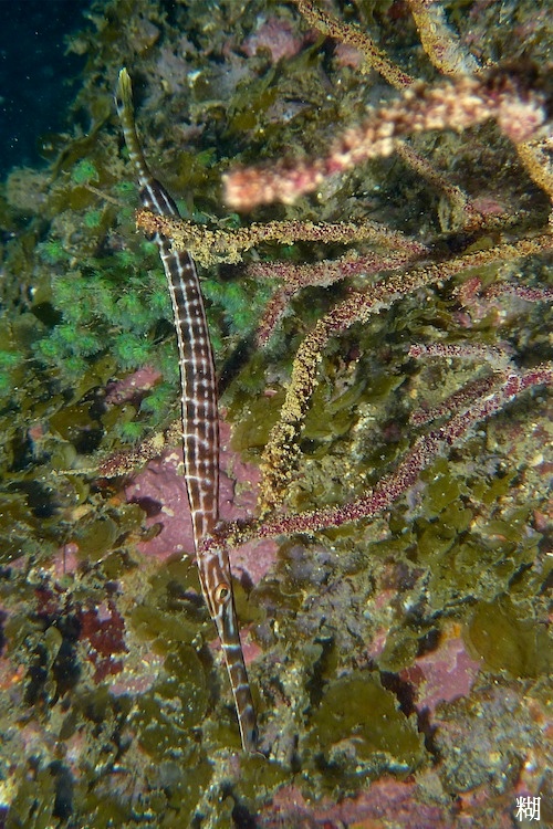 e0158261_921688.jpg