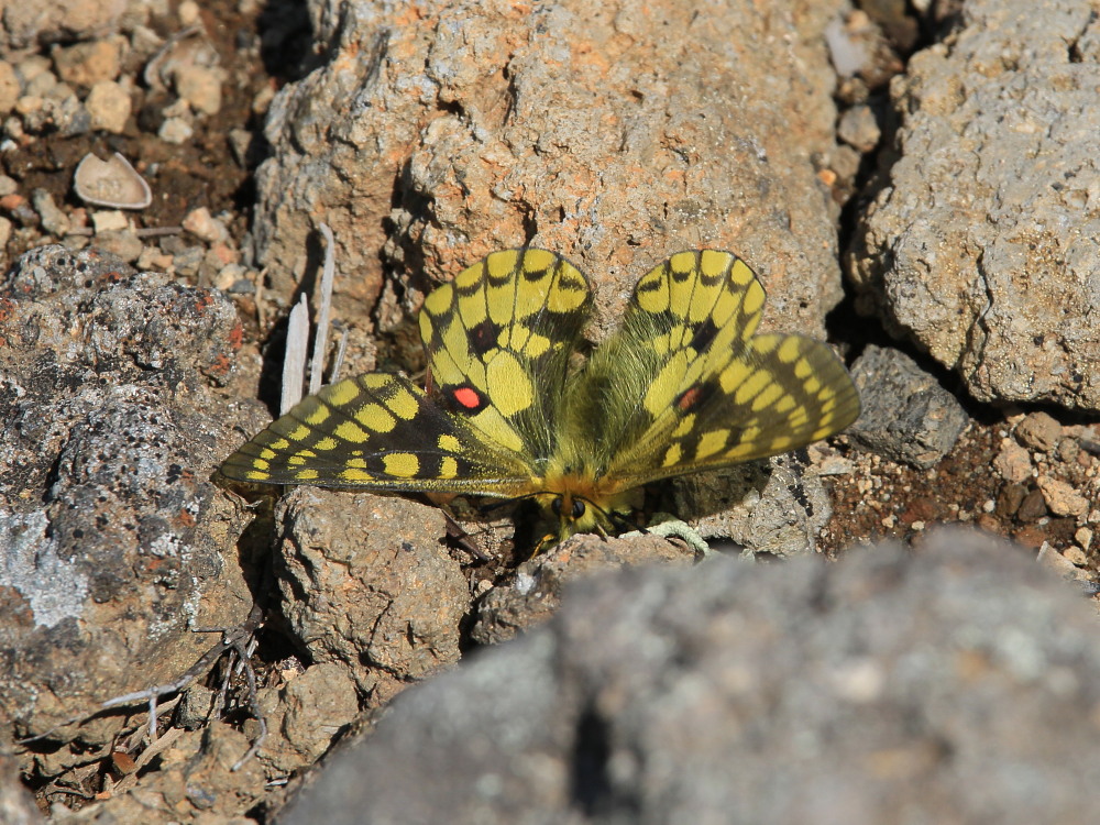 再×14入荷 国産蝶標本 ウスバキチョウ♂️ トムラウシ山 規制前野外