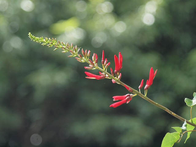 『珊瑚刺桐（サンゴシトウ）の花　今年も赤く・・・・・』_d0054276_20513138.jpg