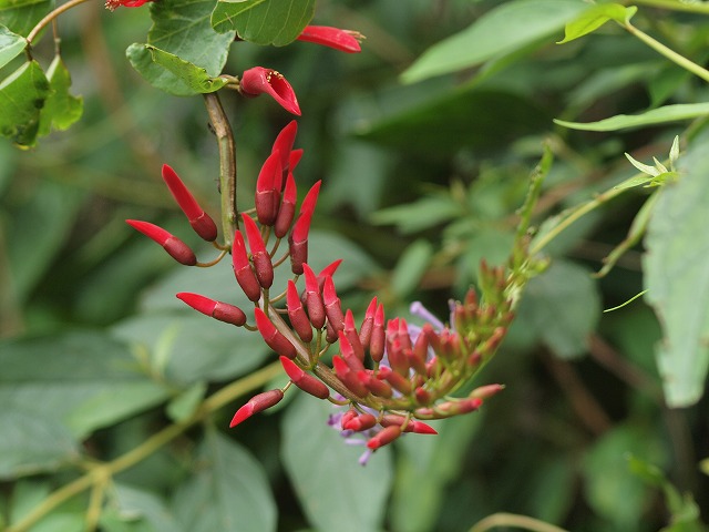 『珊瑚刺桐（サンゴシトウ）の花　今年も赤く・・・・・』_d0054276_20524176.jpg