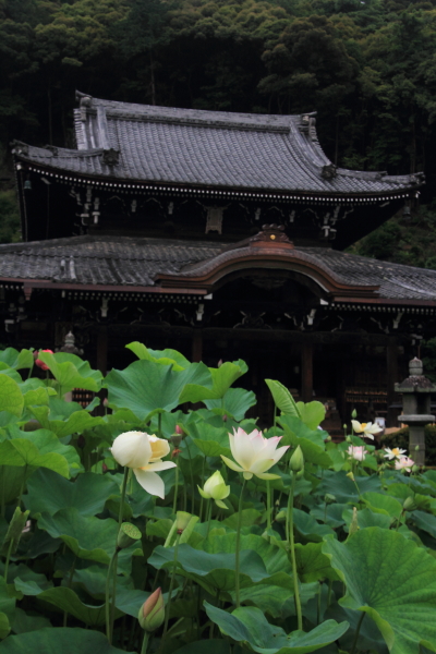 三室戸寺_e0051888_2132911.jpg