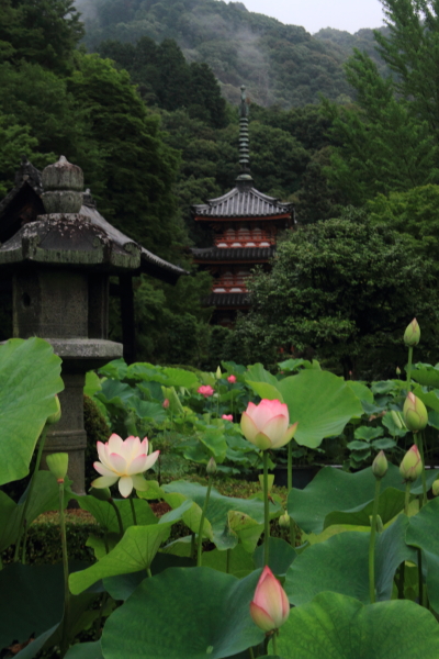 三室戸寺_e0051888_21332126.jpg
