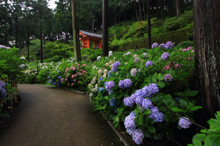 三室戸寺_e0051888_21335980.jpg